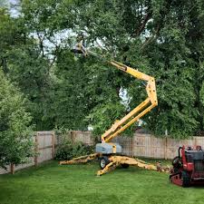 Reliable Montclair, CA Tree Removal Solutions
