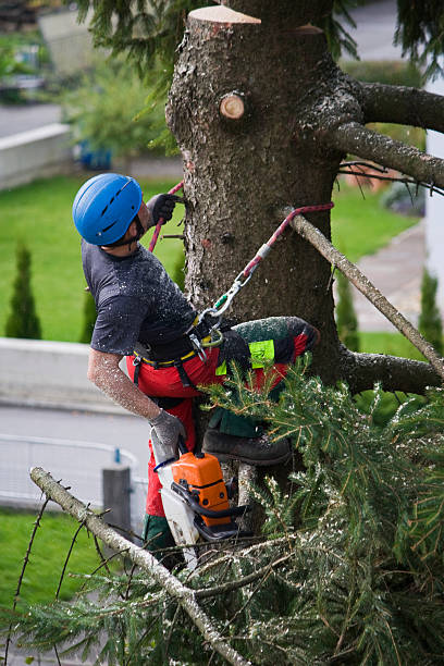 Best Hedge Trimming  in Montclair, CA