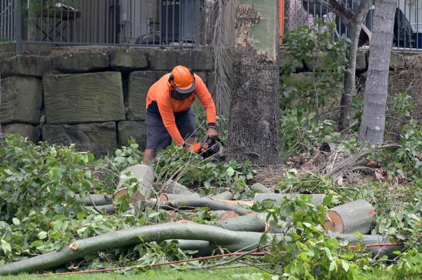 Best Tree and Shrub Care  in Montclair, CA