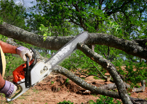 Best Arborist Consultation Services  in Montclair, CA